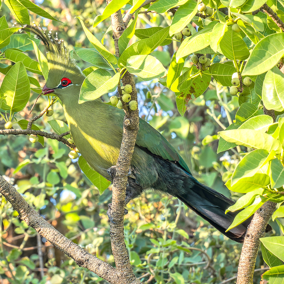 image Schalow's Turaco